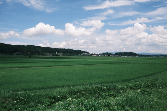 Our summer vacation